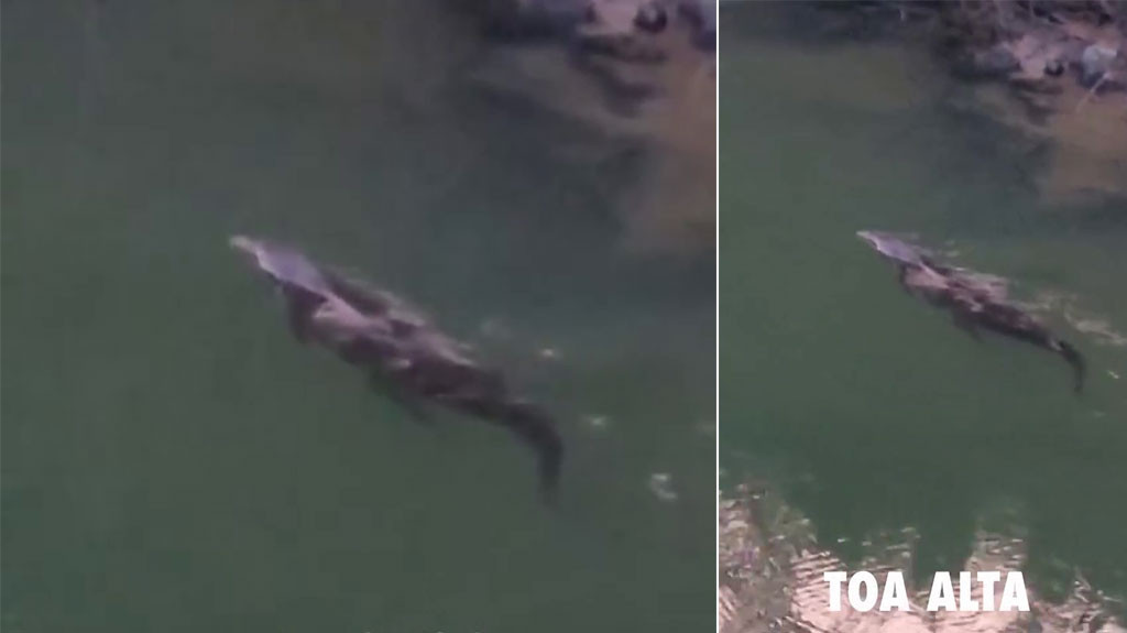 Captan en video Caimán en rio de Toa Alta