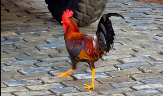 Video: Un Gallo se convierte en el centro de atracción en la Sanse2026