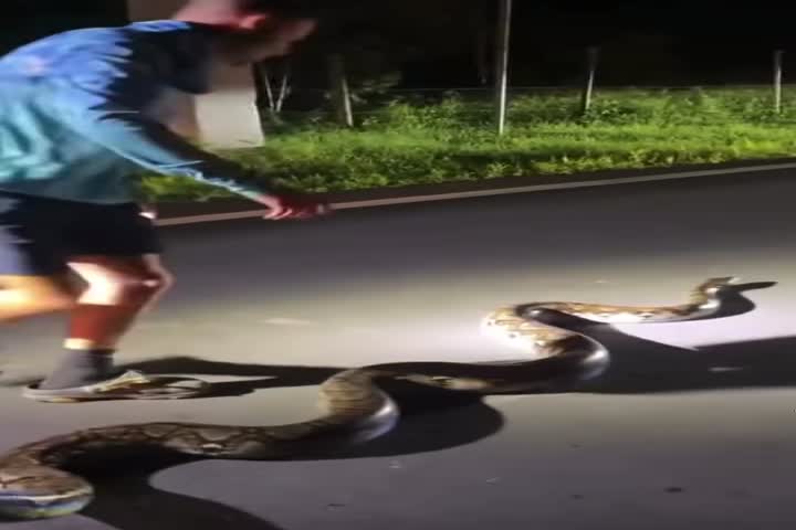 Video : Continúan apareciendo culebras gigantes en Guaynabo