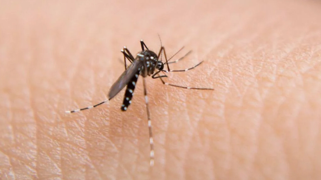 Video: Se triplican los casos de dengue en Puerto Rico