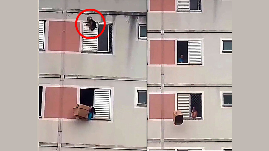Video: Perrito queda colgando de la ventana de un apartamento, mira lo que pasó