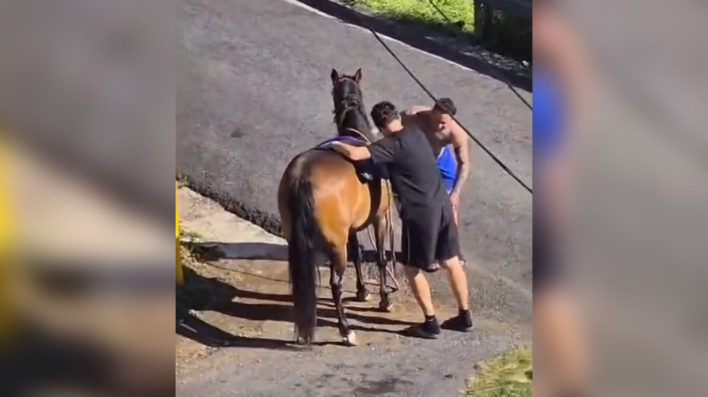 Video: En PR no es tan fácil montar un caballo como muchos piensan