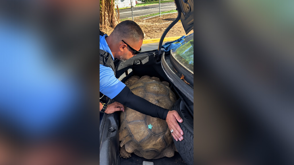 Video: Policías en Gurabo rescatan una tortuga de más de 100 libras