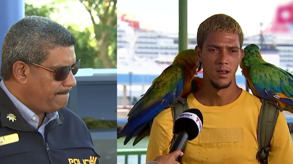 Video:Conocido criador de guacamayos entre los arrestados en operativo "Impacto al tirador"