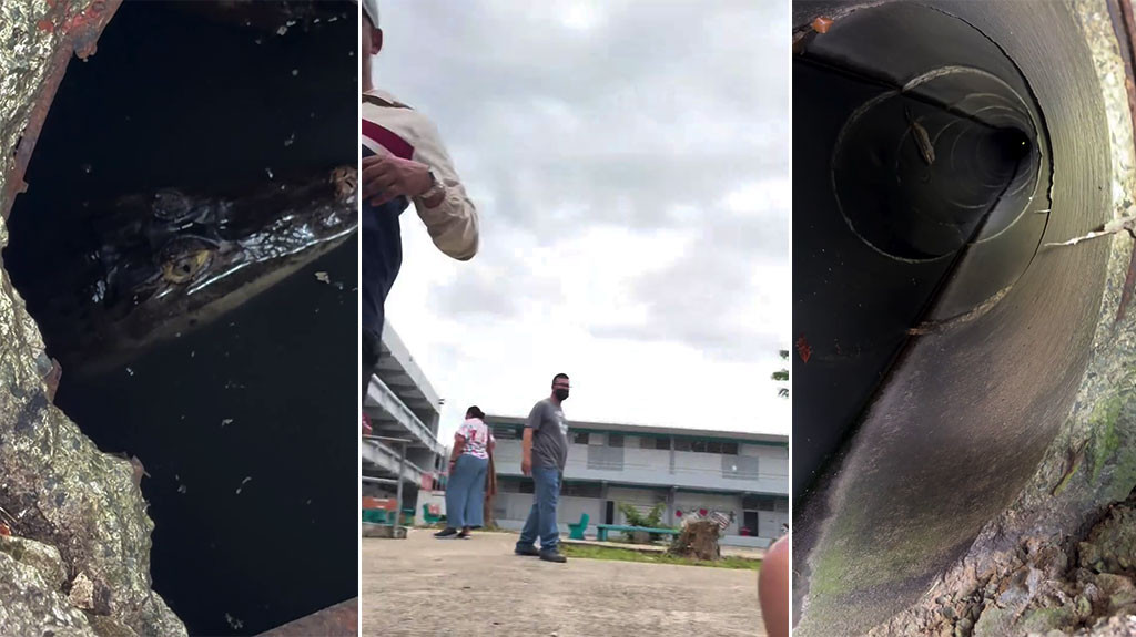 VIDEO: Captan a caimán en una alcantarilla en plantel escolar de Vega Baja