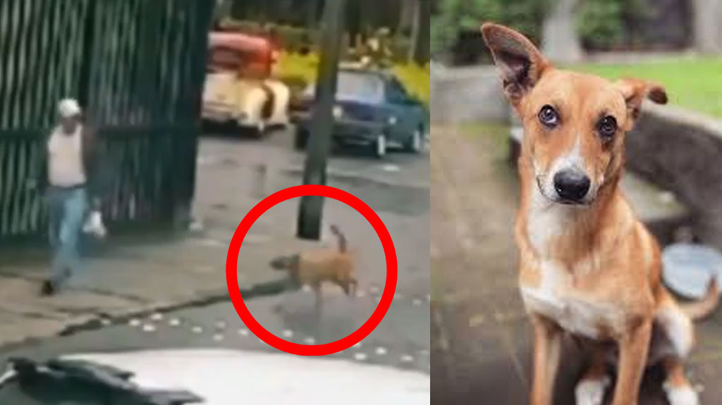 Cámara de seguridad capta la más reciente fechoría de “firulais”, el archiconocido delincuente canino alias "Milaneso"