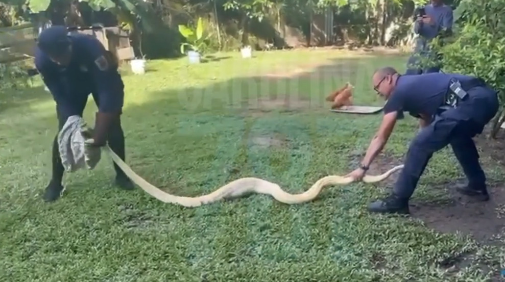 Video:Policías Municipales de Carolina capturan una pitón birmana albina en una residencia de Villa Carolina