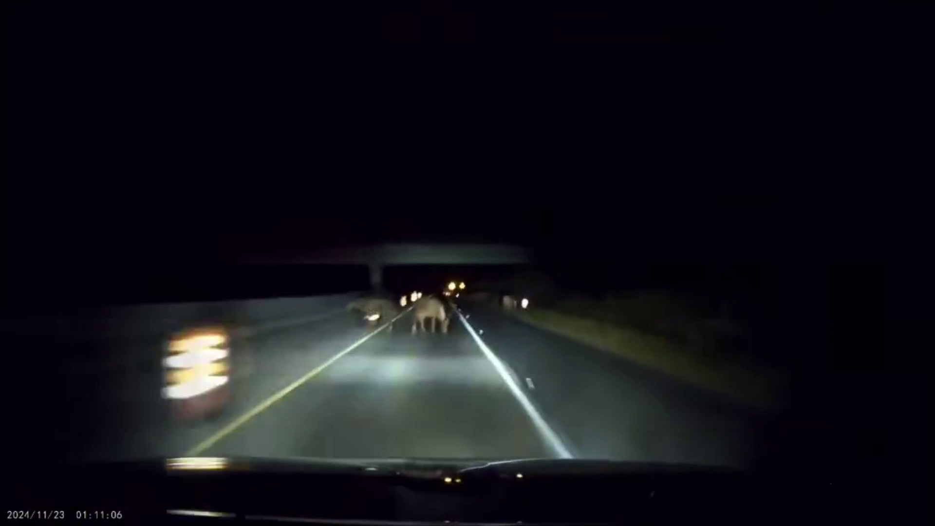 Video: “Vivos de milagro”, familia casi choca contra caballos sueltos en carretera oscura PR-2 en dirección de Guánica hacia Sabana Grande