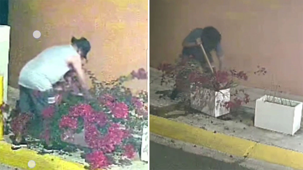 Video viral del Roba "Matas" de Cerro Gordo