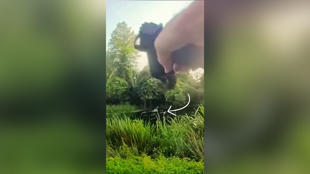 Video:Huyó de la Policía hacia un pantano y un caimán lo estaba esperando