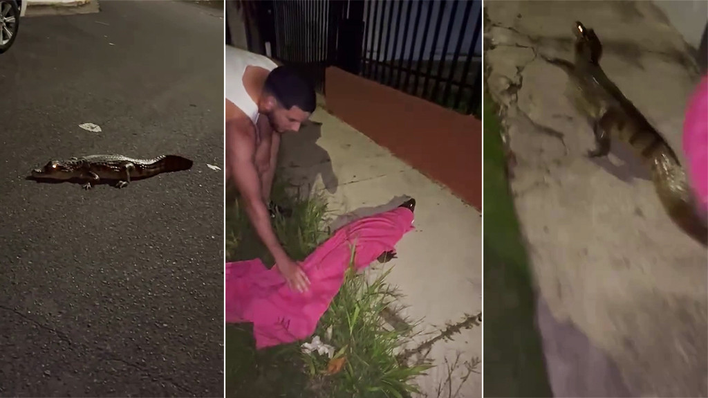 Video:Caiman en medio de la calle en Vistamar en Carolina