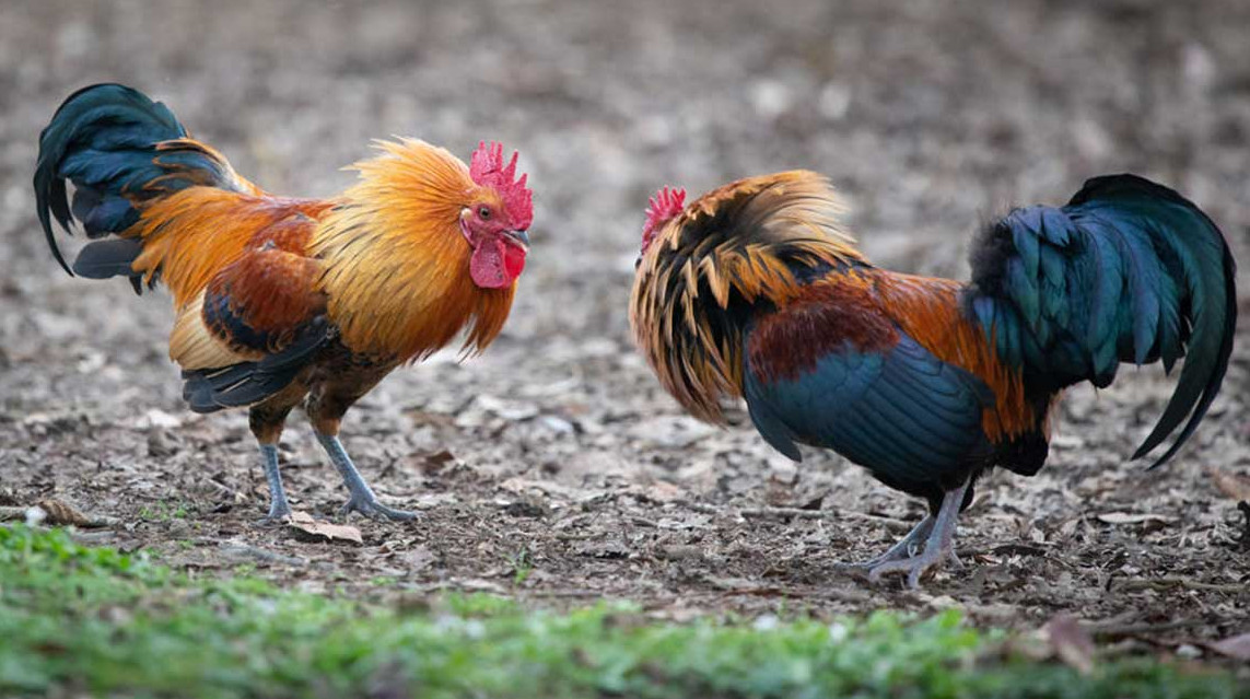 Video: Pelea en Gallera, hasta al gallo le dieron