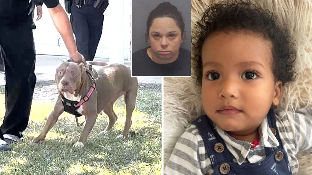 Video: Muere el bebé de 1 año atacado por dos perros pitbull