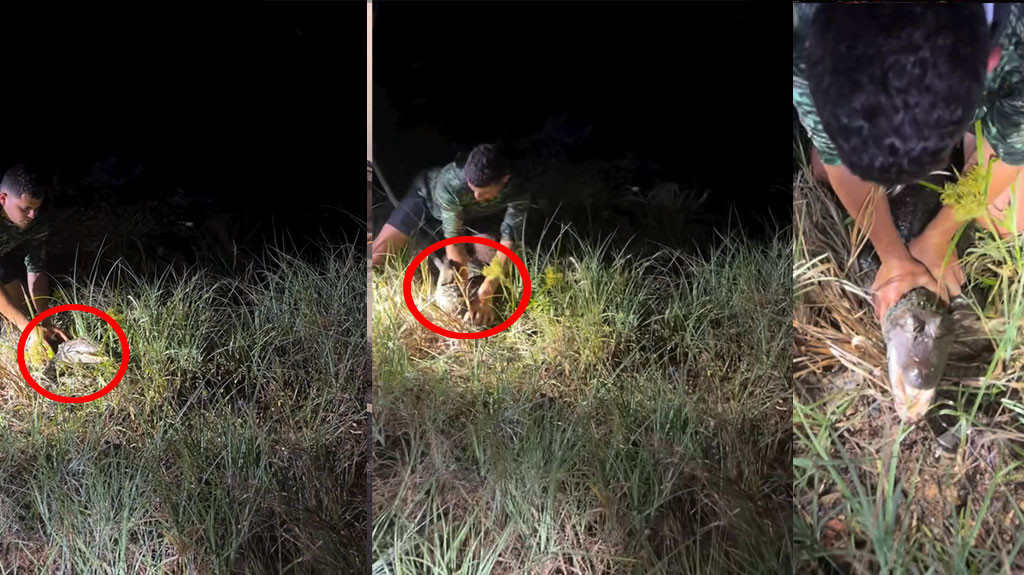 Video: En video momento que un caimán muerde a Gongo anoche en PR
