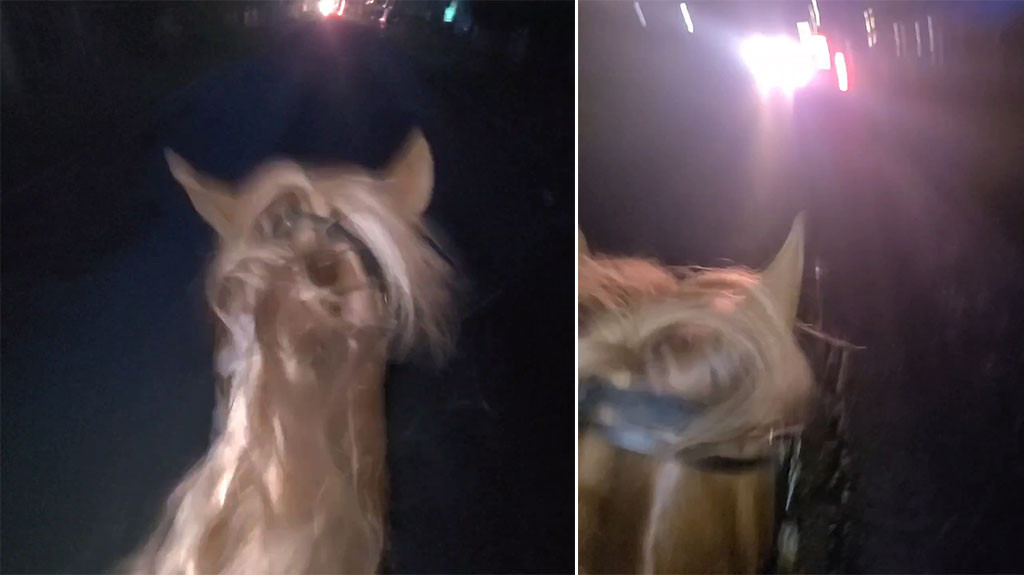 Video: Jinete en Barceloneta capta en video momento que auto golpea su caballo
