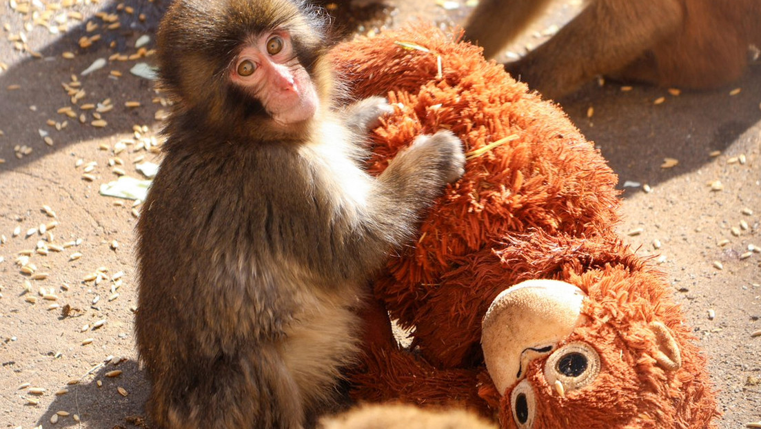 Video: Bebé mono se aferra a su mamá de peluche tras ser abandonado