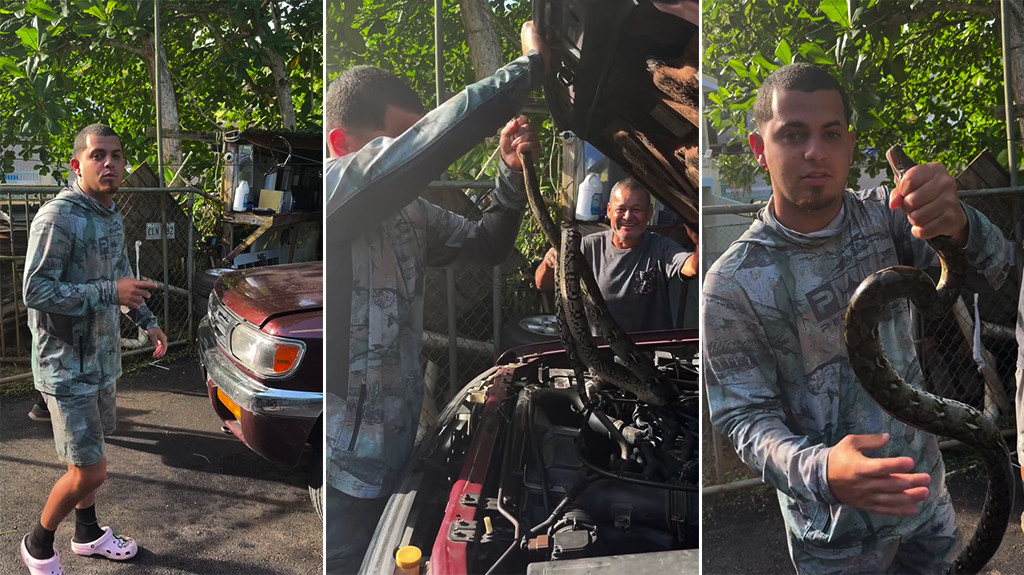 Video: Gongo captura otra pitón en el motor de una guagua en Bayamón