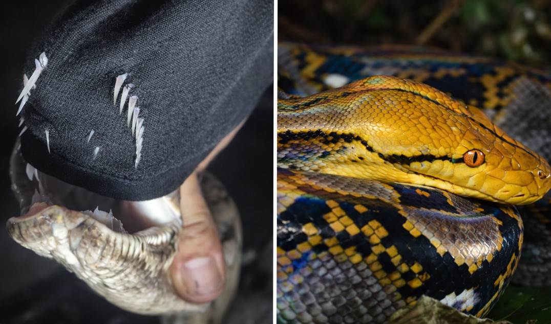 Video: Sorprendente vídeo muestra los dientes de una peligrosa pitón reticulada