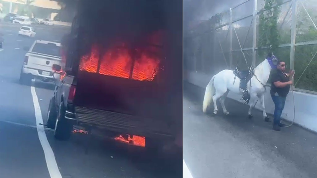 Video: Logra salvar sus caballos luego que la guagua se prendiera en fuegoenexpreso22