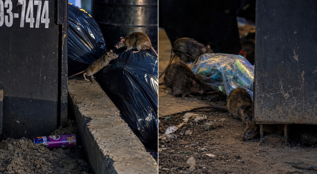 Video: Publican video de conocido negocio de Pollos al BQQ en PR inundado de ratas en el área de los zafacones