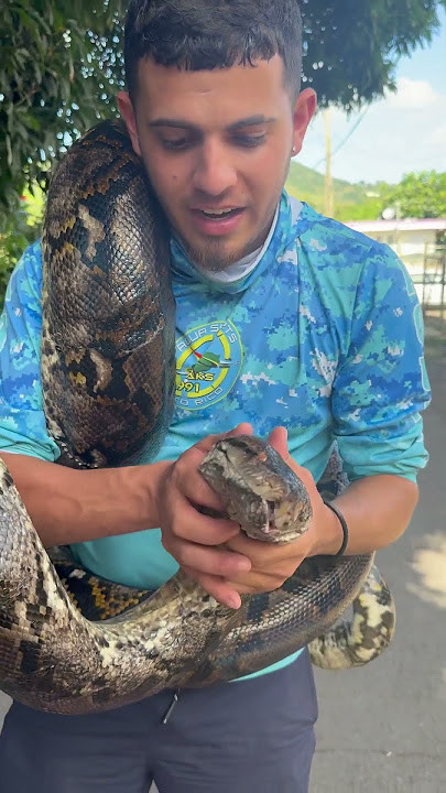 Video: Herido Gongo durante encuentro con una serpiente