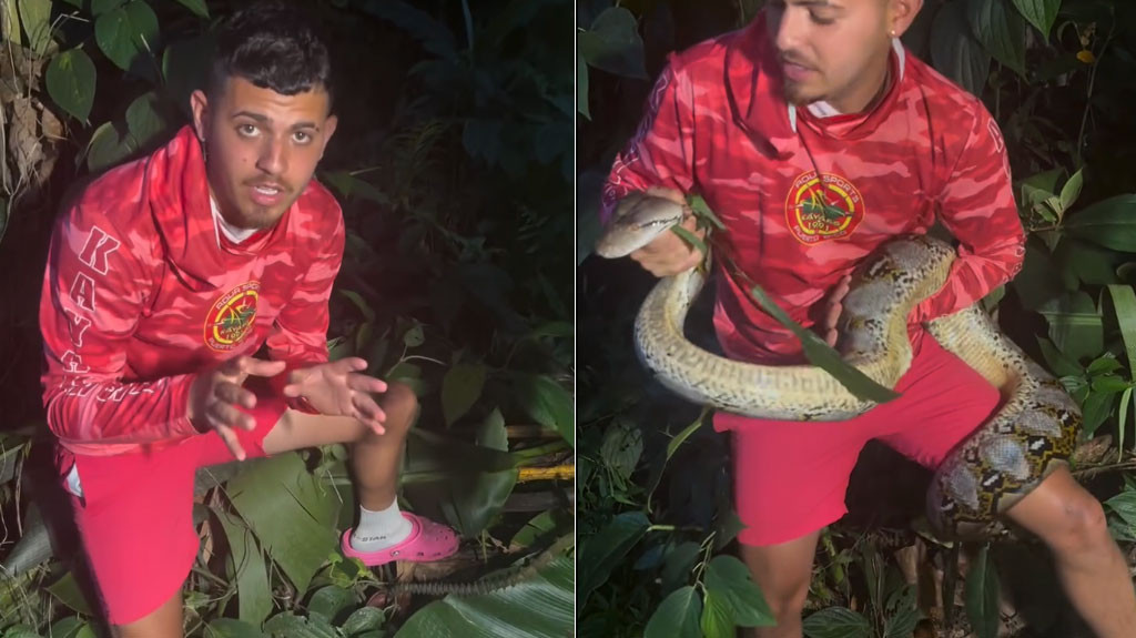 Video: Llegaron a Caguas, Gongo captura primera serpiente de más de 13 pies en ese pueblo