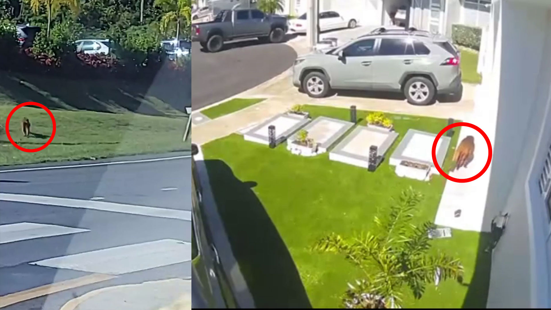 Video: Monos se pasean por urbanizaciones de Luquillo y Guaynabo