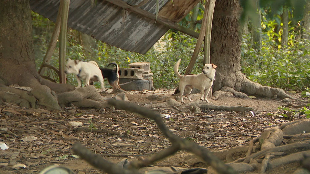 Video: Arrestan pareja en Caguas por presunto maltrato infantil y más de 45 perros en condiciones insalubres