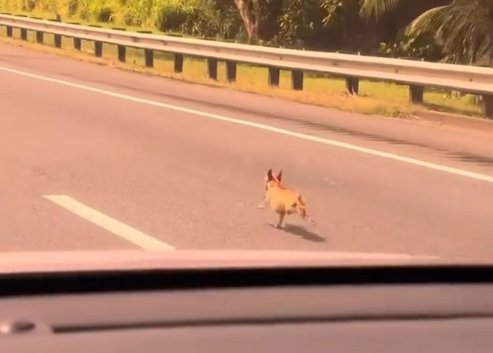 Video: Se detiene la 30 de Caguas a Humacao para salvarle la vida a un chihuahua